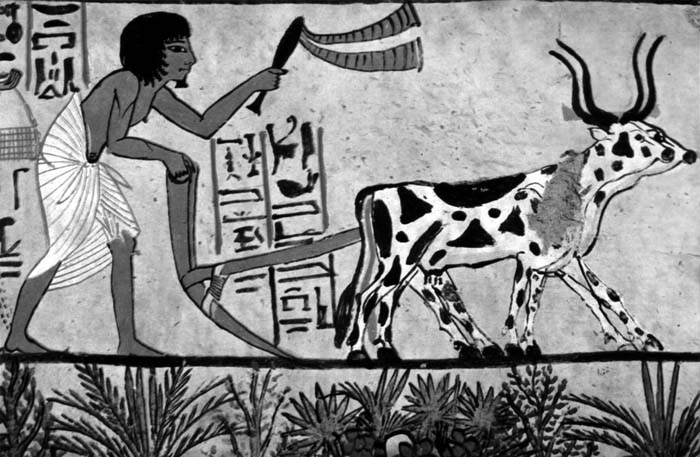 Рис. 61. Работа в поле (древнеегипетская фреска)