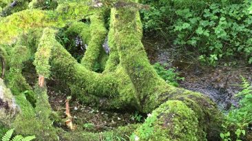 Мифология Британских островов (энциклопедия)